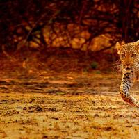 Namibia